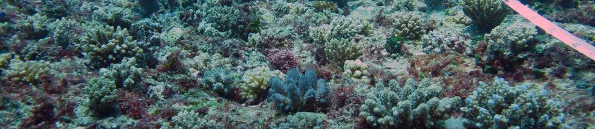 With this many juvenile corals (0-5cm) and teenage corals around, the coral cover at North reef is increasing.