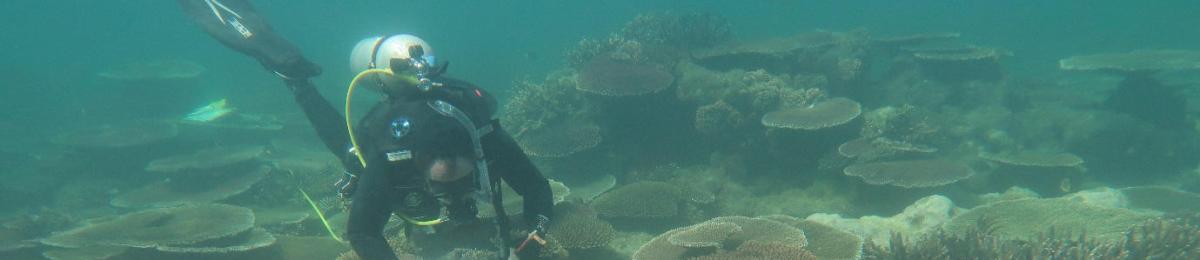 Orpheus Island surveying