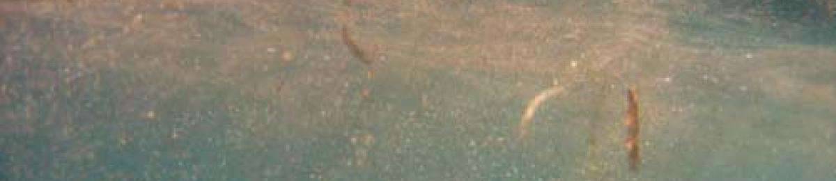 Trichodesmium