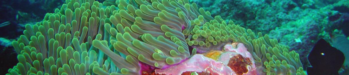 Amphiprion DSC 03955