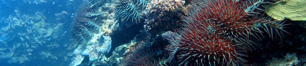 Acanthaster planci, COTS, feeding front