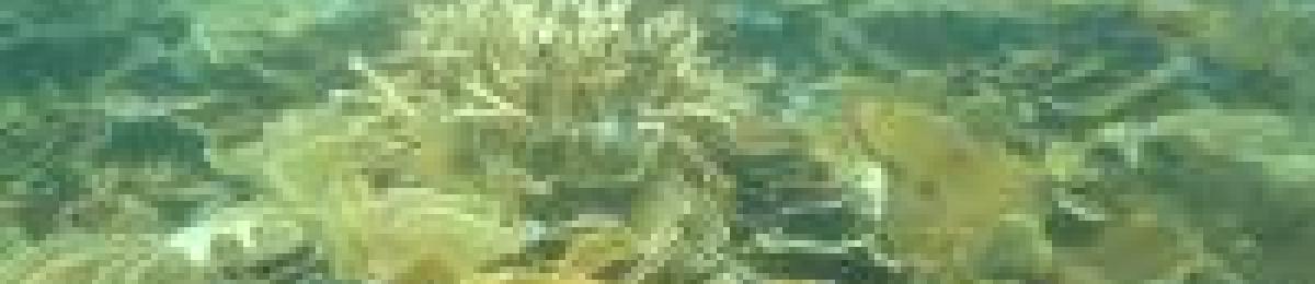 Middle reef coral