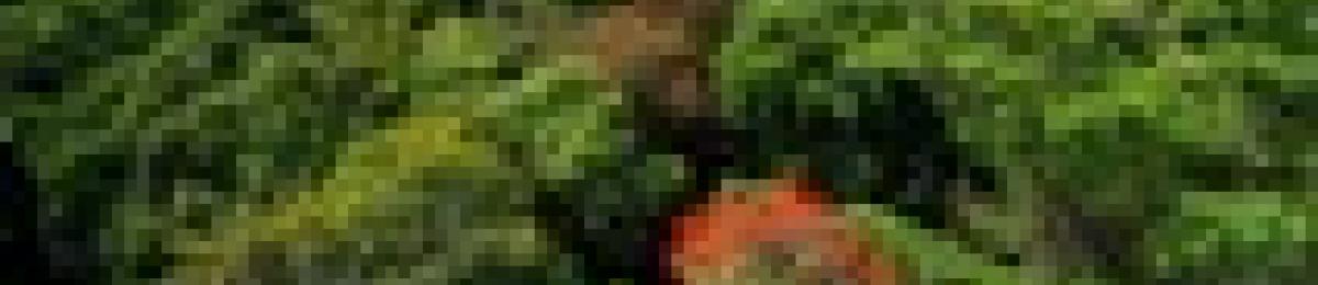 Rainforest