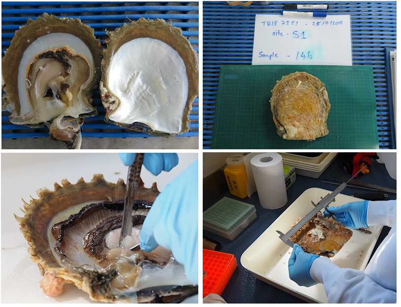 AIMS researchers processed the samples for this project while at sea aboard Industry fishing vessels