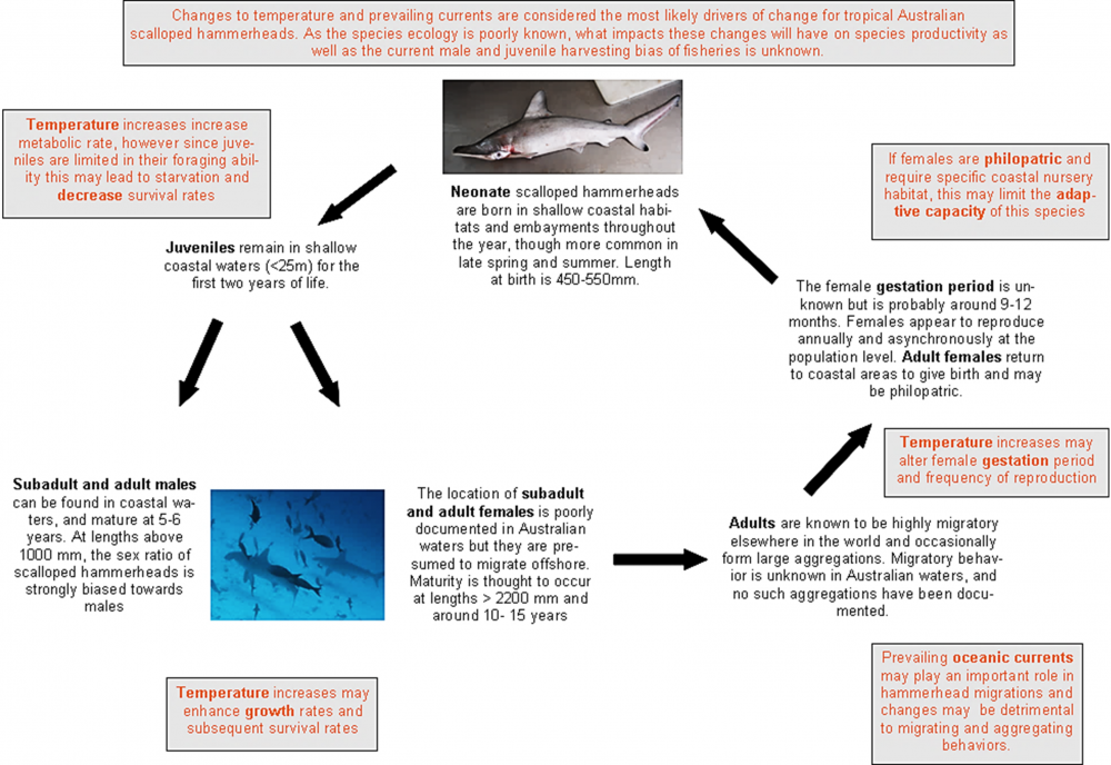 Life cycle of scalloped hammerhead