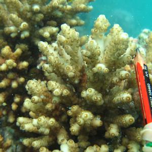 Acropora rosaria