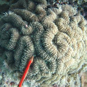 Lobophyllia robusta