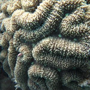 Lobophyllia robusta