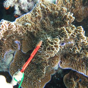 Montipora confusa