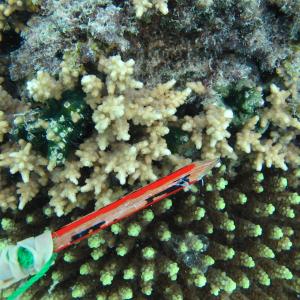 Cyphastrea decadia