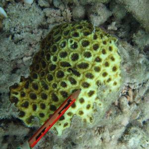 Acanthastrea faviaformis