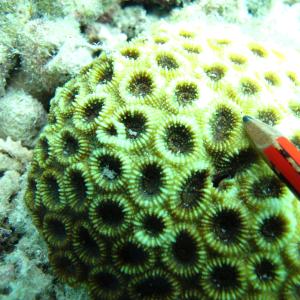 Acanthastrea faviaformis