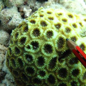 Acanthastrea faviaformis