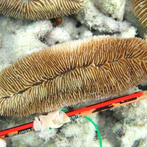 Herpolitha weberi