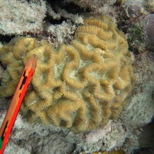 Goniastrea australensis