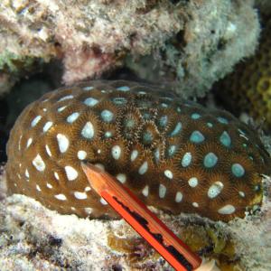 Favites complanata
