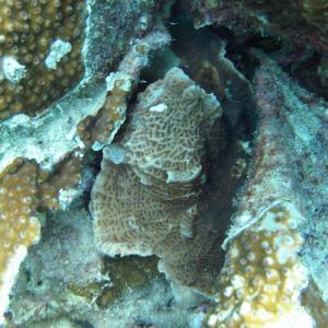Leptoseris yabei