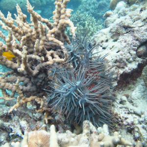 Echinopora horrida