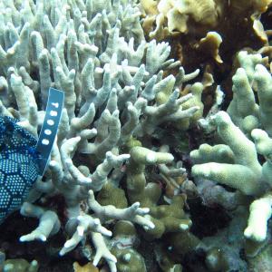 Porites cylindrica