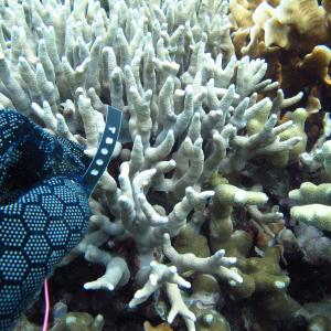 Porites cylindrica