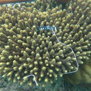 Acropora valida