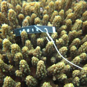 Acropora valida