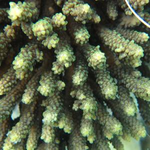 Acropora valida