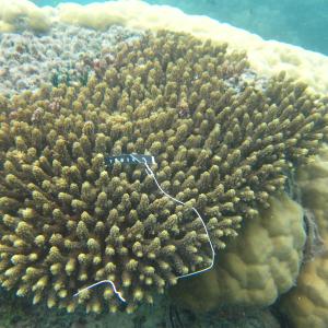 Acropora valida