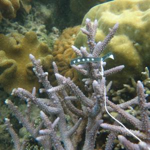 Acropora austera