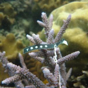 Acropora austera