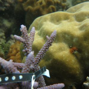 Acropora austera