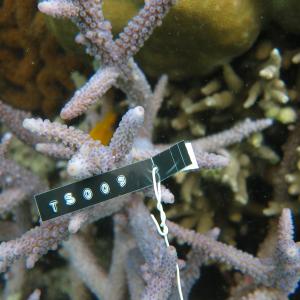 Acropora austera