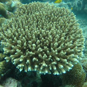 Acropora selago