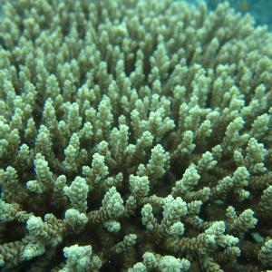 Acropora selago