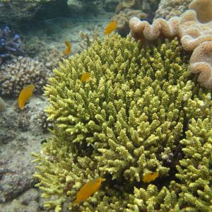 Acropora tenuis
