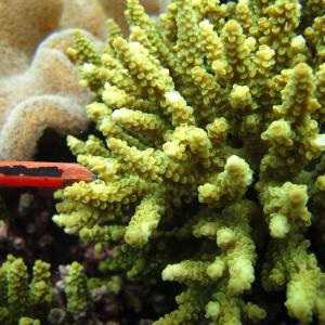 Acropora tenuis