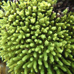 Acropora tenuis