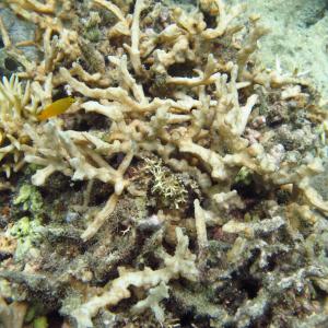 Paraclavarina triangularis
