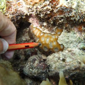 Montastrea magnistellata