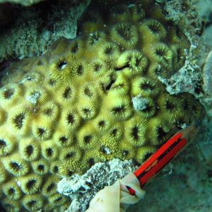 Favia danae