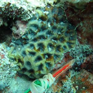 Goniastrea palauensis