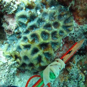 Goniastrea palauensis