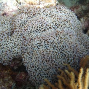 Euphyllia ancora
