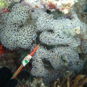 Euphyllia ancora