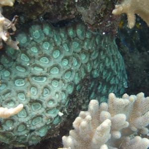 Favia rosaria