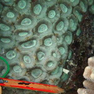 Favia rosaria