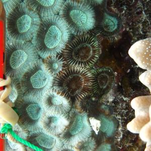 Favia rosaria