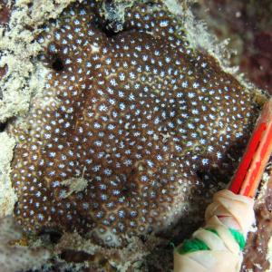 Leptastrea pruinosa