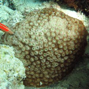Astreopora ocellata