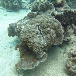 Montipora palawanensis